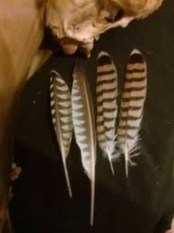 Birds Of A Feather Flock Together Meaning In Malayalam This Item Is Unavailable Falcon Feather Feather Peregrine Falcon