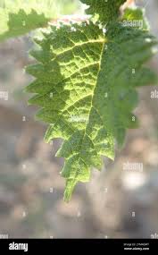 Image result for Obetia tenax