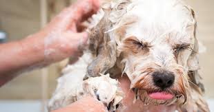 To soak up excess oil and grease from the dog's coat and to dislodge small bits of dirt and debris. Homemade Dog Shampoo 5 Natural Recipes Care Com