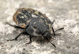 Image result for Heteromorpha stenophylla