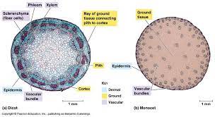 Plant stem cell under microscope labeled. Bil 226 Lecture Seven Ground Tissue Plant Science Things Under A Microscope