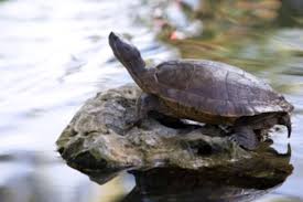 All these turtles are ideal for having as pets, only if you are committed enough to take care of them. Pet Turtles Kidcyber