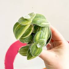 Image result for Tradescantia sillamontana