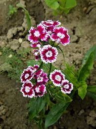 Dianthus Barbatus Dianthus Barbatus Sweet William Flowers How To Preserve Flowers