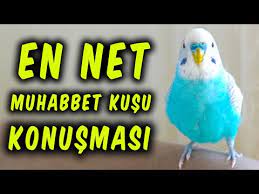 konusmayan muhabbet kusu kalmasin dinletkonussun bedava indir beles indir