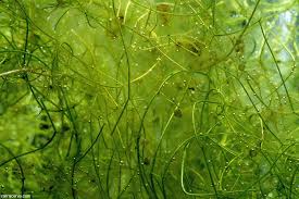Image result for Utricularia gibba