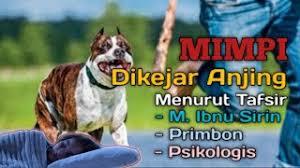 Seekor anjing dalam mimpi adalah tanda bela diri. Best Of Mimpi Kena Kejar Anjing Free Watch Download Todaypk