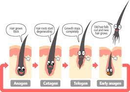 For instance, around 12 weeks after restrictive dieting or a high fever, you may experience telogen effluvium (sudden diffuse hair fall). Human Hair Growth Cycles Hair Loss Info