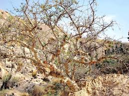 Image result for Commiphora
