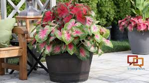 Even the beginner gardener can grow these tubers with minimal skill. Here Is How To Plant Colorful Caladiums To Brighten Shade Gardens All Season St George News