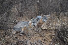 Coloration is similar to the gray fox: Foxes Thriving On Catalina Island The Catalina Islander