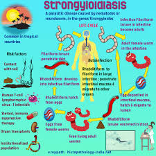 Image result for Strongyloides