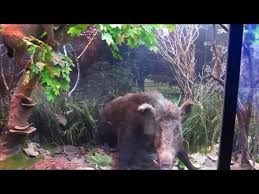 Muzeul de istorie naturală al universității al. Muzeul De Istorie Naturala Sibiu Destimap Destinations On Map