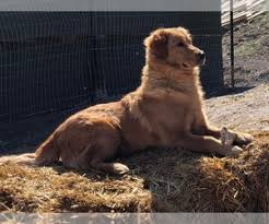 We have a golden retriever named bella, who has been such a wonderful addition to our family. Golden Retriever Puppies For Sale In Idaho Usa Page 1 10 Per Page Puppyfinder Com