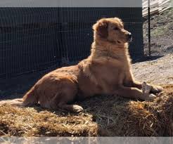 Our puppies have great drives and temperaments. View Ad Golden Retriever Puppy For Sale Near Idaho Twin Falls Usa Adn 260780