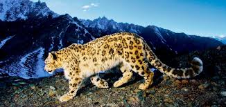 Snow leopards' gestation lasts between 90 and 103 days, from april through june. Snow Leopard Trail Bookyourtrail Com