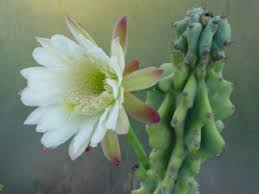 Cereus Repandus F Monstrosa Con Immagini Giardino