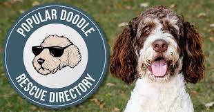 Bernedoodle puppies immediately available nj. Bernedoodle Rescue Directory Top 10 Legit Adoption Organizations