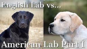Labrador retrievers are the most popular breed in the united states today, and for good reason. English Labrador Retriever Vs American Labrador Retriever Part 1 Youtube