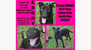 Check spelling or type a new query. Ebony 8mt Old Female Mcac Death Row Forsyth Ga By Partners For Pets Inc