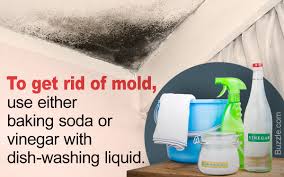 Spray the area once again with the vinegar and allow to sit. What Kills Mold 6 Household Items That Get Rid Of Black Mold Home Quicks
