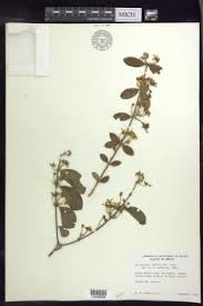 Image result for Flabellaria paniculata