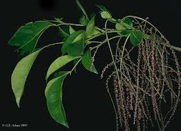 Image result for Macphersonia