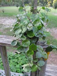 Attractive foliage and waxy flowers which can be highly scented, make these plants popular with indoor growers. Hoya Carnosa Chelsea Dimple Plant Live In A 8 Pot Hoya Plants Succulents Garden Hoya Plants