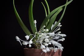 Image result for Podangis