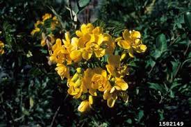 Image result for Senna bicapsularis