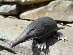 El desmán ibérico, desmán de los pirineos o almizclera (galemys pyrenaicus) es una especie de mamífero soricomorfo de la familia talpidae que habita en las zonas montañosas del norte de la península ibérica y sur de francia. Flavia Z Drago On Twitter Rana Del Titicaca Desman De Los Pirineos Gharial Y Kakapu