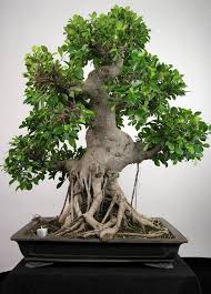 A Old Ficus Bonsai Tree Check Out The Exposed Roots Bonsai Trees More At Fosterginger Pinterest Ficus Bonsai Tree Bonsai Tree Types Indoor Bonsai Tree