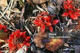 Image result for Balanophoraceae