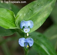 Image result for Commelina aspera