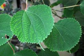 Image result for Boehmeria macrophylla