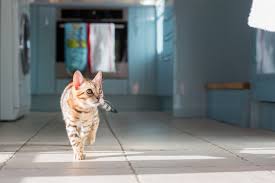 Your cat has changed its habits and urine is found around the house. How To Get Rid Of Cat Spray Smell Cuteness