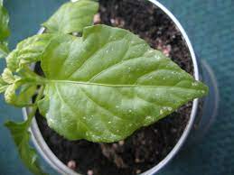 What causes wpm and how to best prevent it. What Is Causing White Spots And Wilting On My Black Naga Leaves Gardening Landscaping Stack Exchange