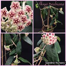 Thread title last reply replies; What Is Hoya