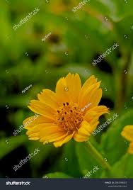 Image result for Cola mossambicensis