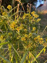 Image result for Eragrostis congesta