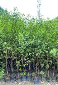 Image result for Conocarpus