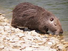 Verità e preconcetti sul roditore infestante. 2a Puntata Di Flora E Fauna Nella Rpmn La Nutria Rpmn S Weblog