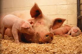 African swine fever (asf) is a devastating infectious disease of pigs, usually deadly. African Swine Fever Symptoms And Treatments Farmpally Com