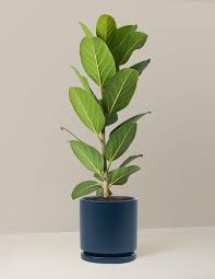 Image result for Ficus