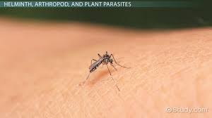 What Is A Parasite Definition Types Examples Video Lesson Transcript Study Com