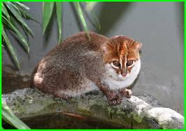 Maybe you would like to learn more about one of these? 20 Jenis Kucing Liar Di Dunia Ada Yang Mau Pelihara Dunia Fauna Hewan Binatang Tumbuhan Dunia Fauna Hewan Binatang Tumbuhan