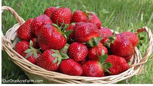 Image result for old fashioned strawberries