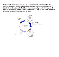 Andrea putnam, geraldine seydoux, in methods in enzymology, 2021. B5 Below Is The Plasmid Map Of Vector Pbad It Has Chegg Com