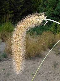 Image result for Lessertia macrostachya