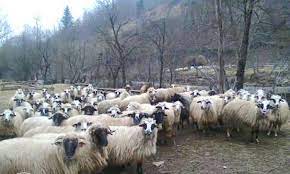 Scade pretul anuntului tau favorit. Oi De Vanzare 120 Oi Turcane Stiriagricole Ro